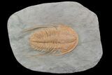 Hamatolenus vincenti Trilobite - Tinjdad, Morocco #92740-1